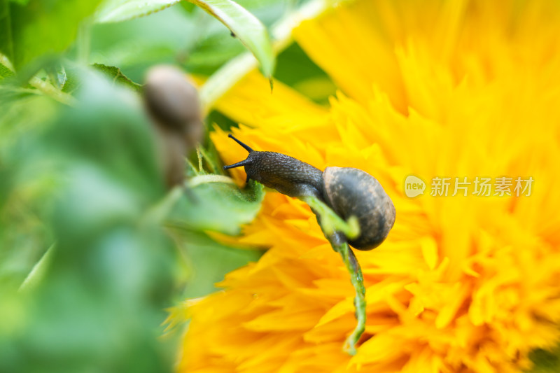 蜗牛在吃向日葵绿叶特写