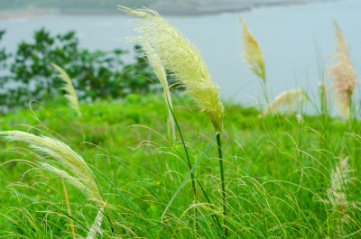 水边生长的芦苇荡