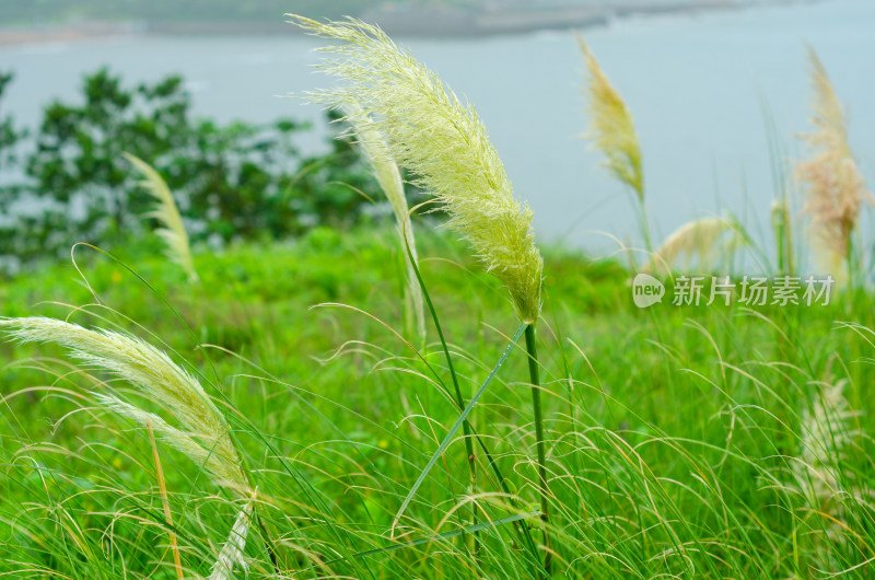 水边生长的芦苇荡