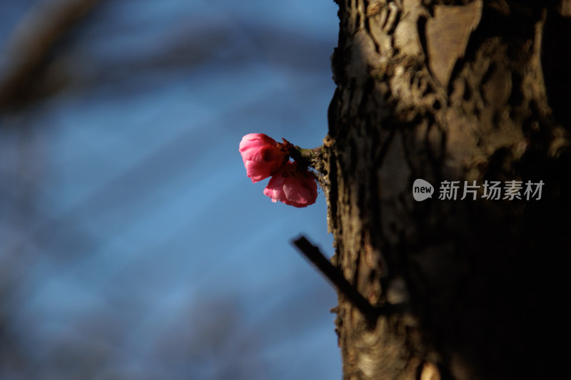 开春梅花树干上绽放的粉色花朵