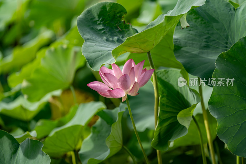 夏天荷花盛开特写