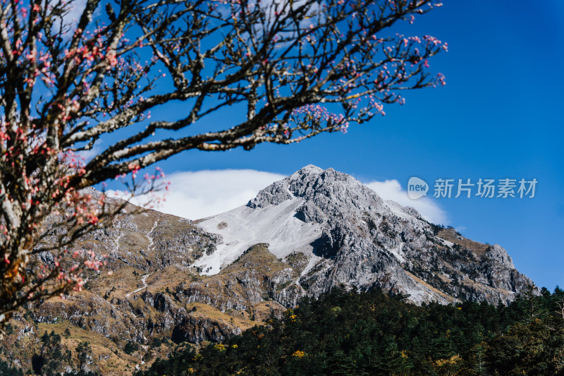 丽江玉龙雪山蚂蝗坝