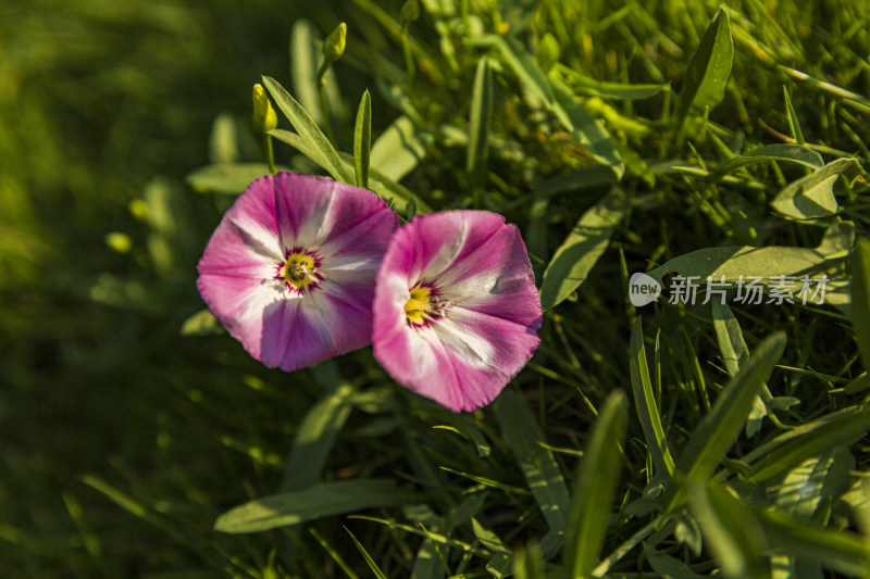 花花草草牵牛花