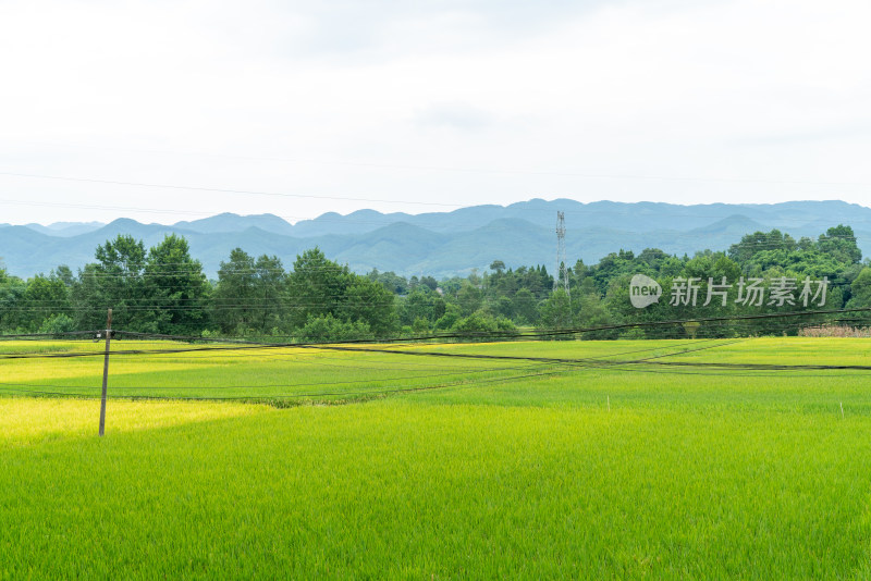 稻田风光