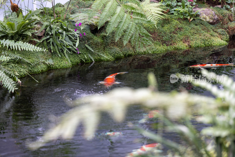 罗红摄影艺术馆池塘里的锦鲤