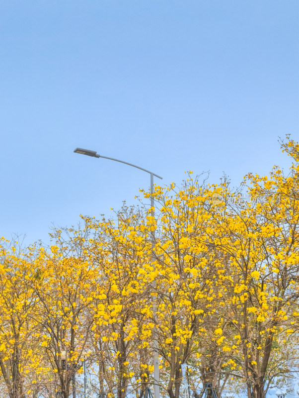 城市街道盛开黄花风铃木景象