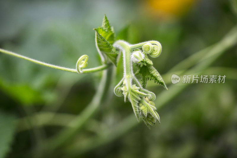 南瓜秧嫩嫩的芽头