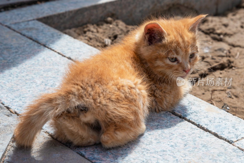 可爱的橘猫幼崽