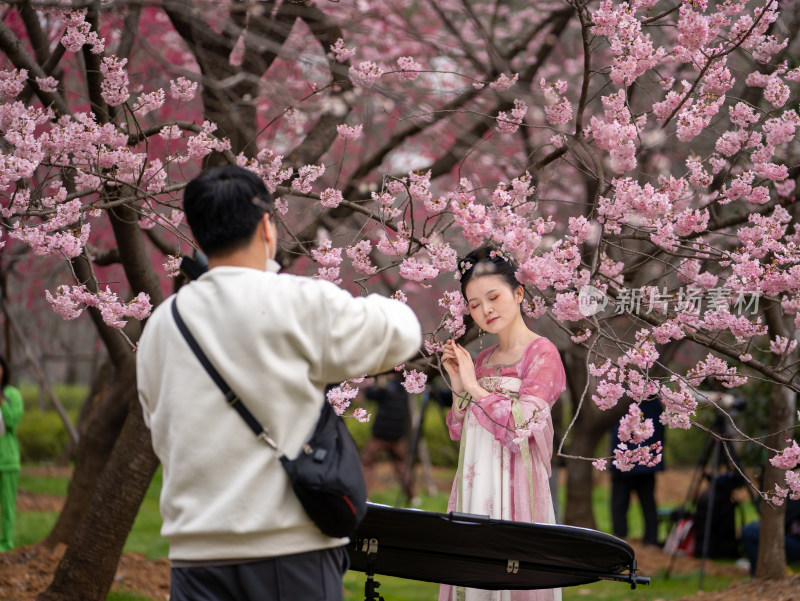 武汉东湖樱花园的早樱与拍照的游客