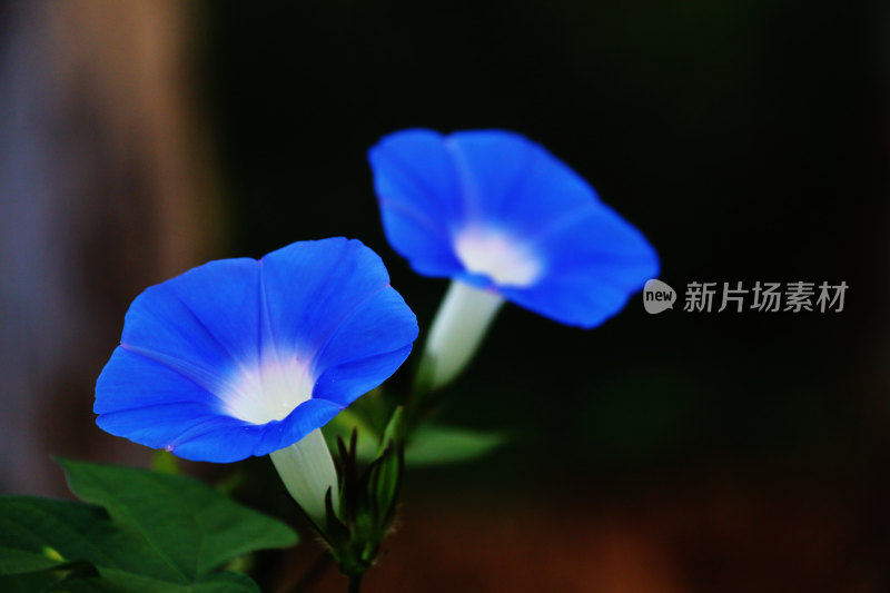 牵牛花 ——兰喇叭花