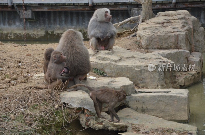 广东东莞：香市动物园阿拉伯狒狒