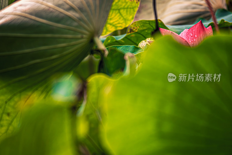 雨后荷花上的水珠