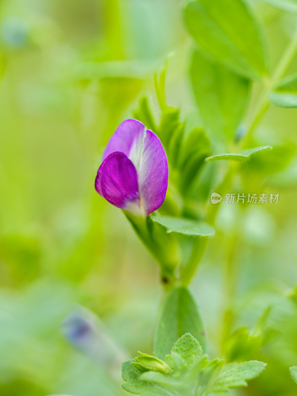 救荒野豌豆开花花朵微距特写