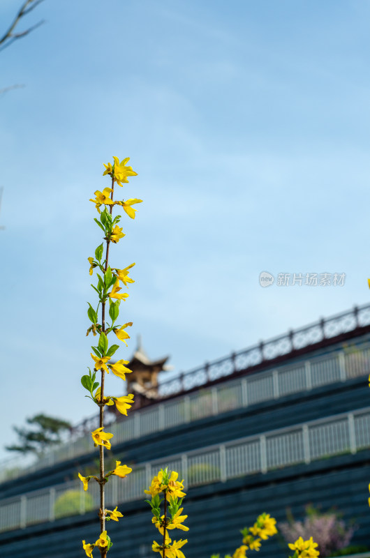 春天盛开的一枝迎春花特写