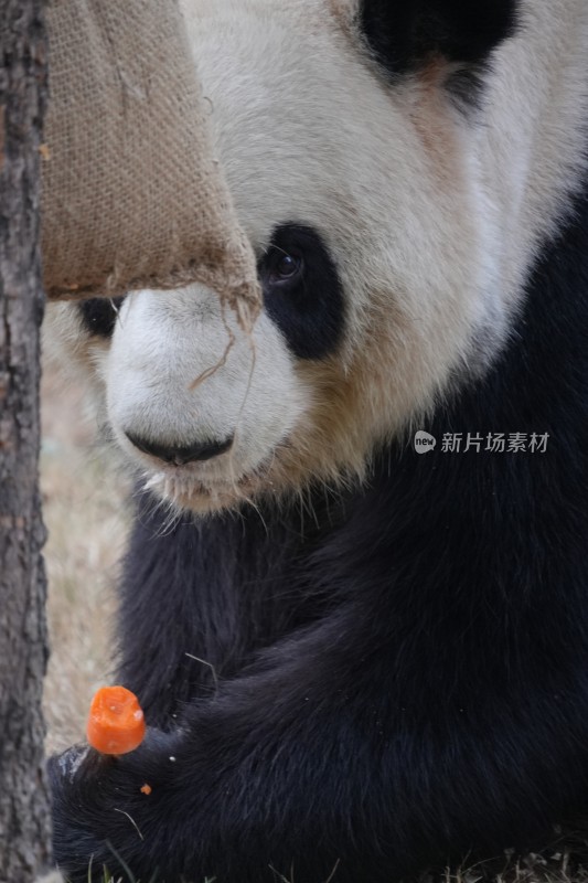 大熊猫手握胡萝卜特写