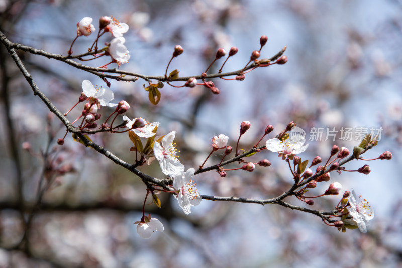 春天枝头绽放的白色鲜花紫叶李