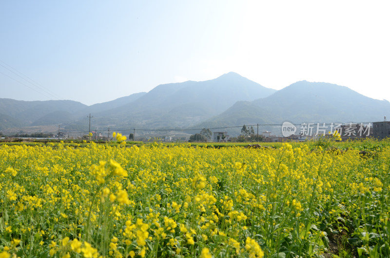 春天盛开的油菜花田