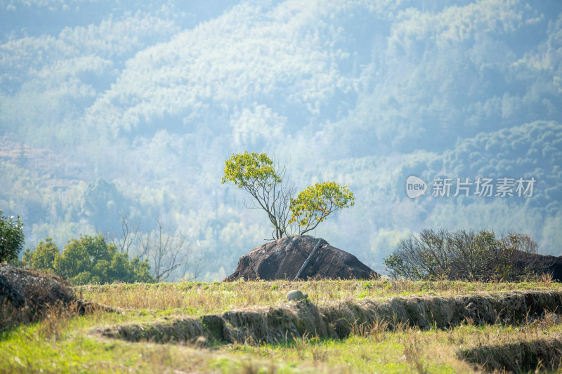 岩石上生长的绿树