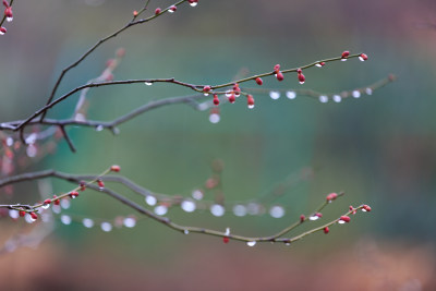 雨中的唯美梅花 带水滴水珠的梅花盛开