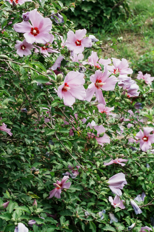 北京圆明园木槿花