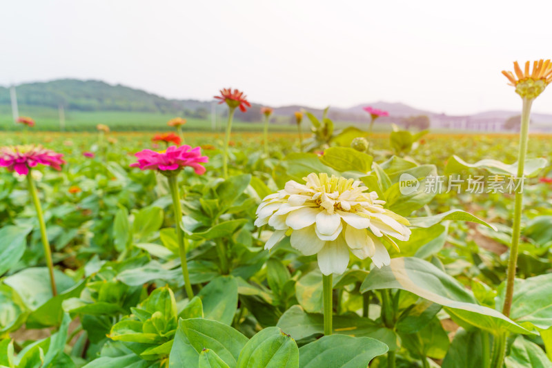 大面积种植的多色鲜花