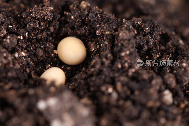 土壤里种下的黄豆特写