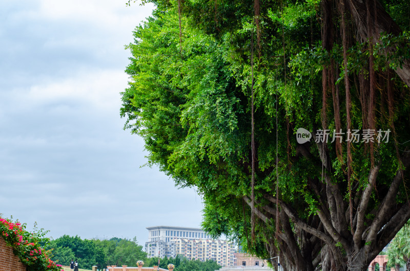 福州街上的大榕树