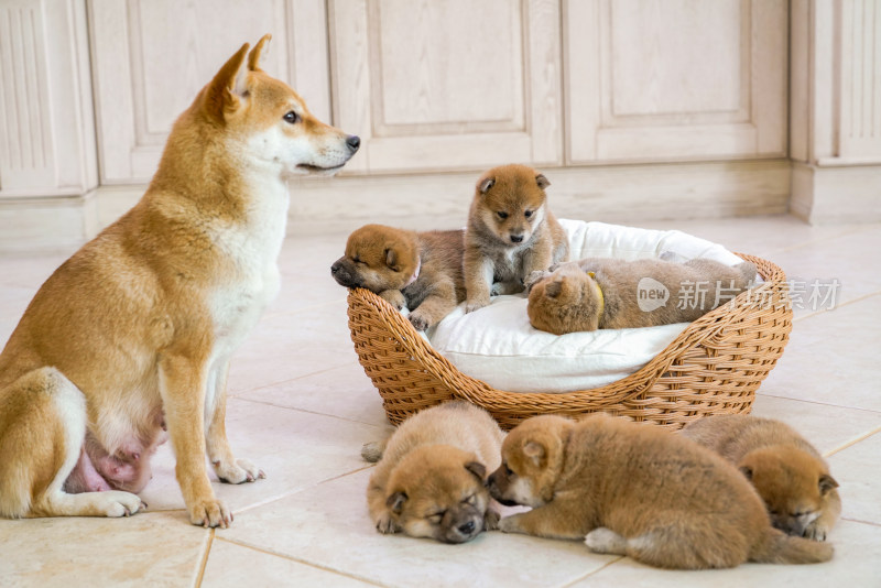 狗妈妈陪伴在孩子们身边