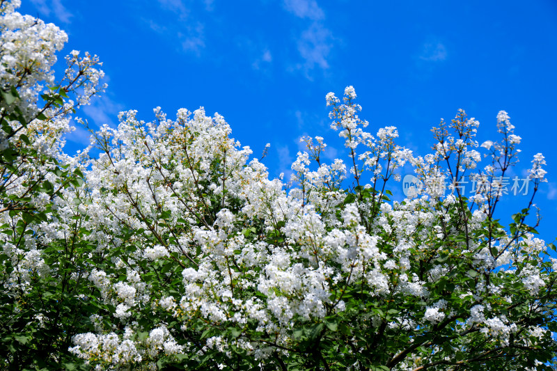 白色丁香花