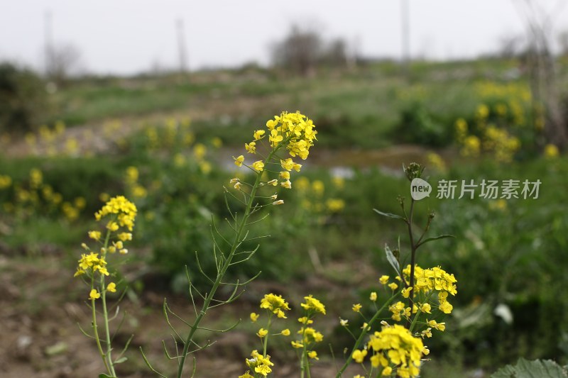 花草 绿地