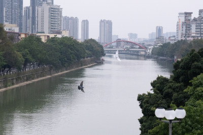 黑白鸽子于湖面上空结伴飞行