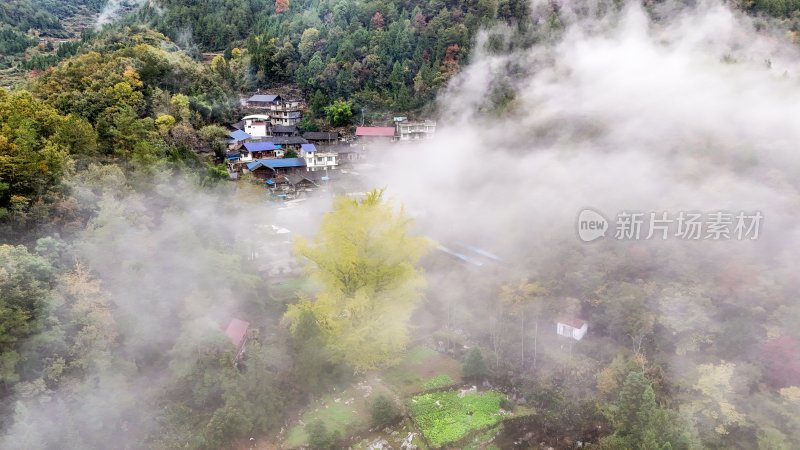 重庆酉阳：白果树边的美景