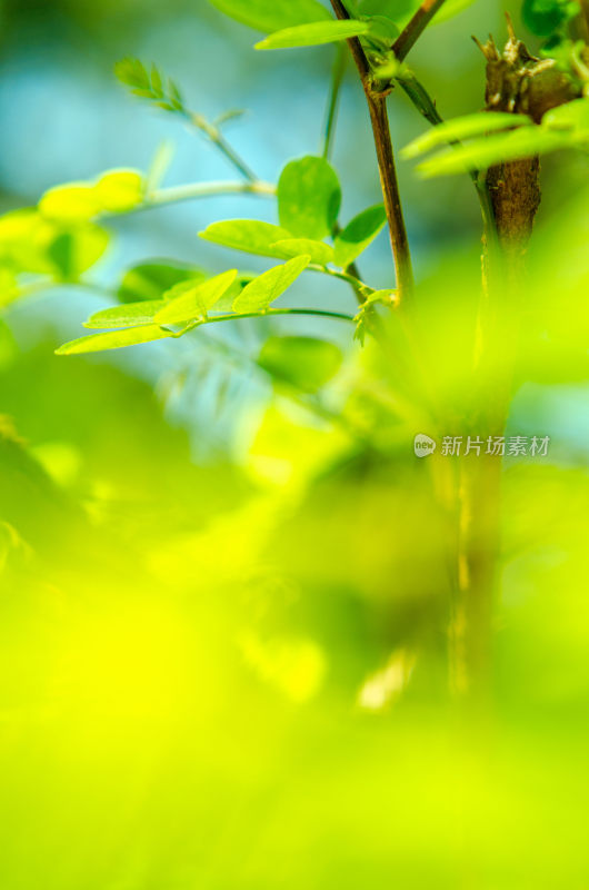 特写嫩绿植物枝叶