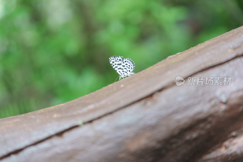 木头上停歇的斑点蝴蝶