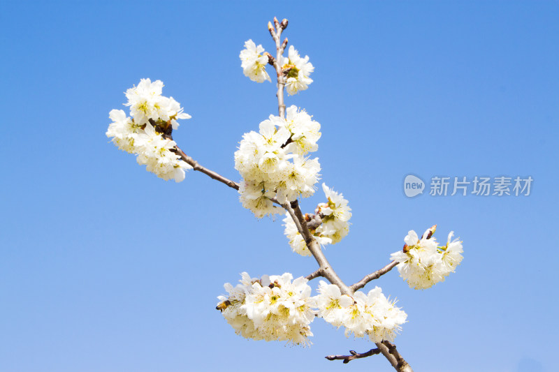 花朵植物春天天空风景背景自然户外