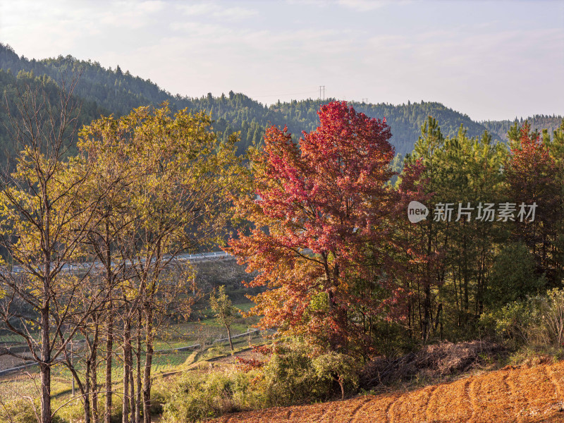 贵州：层林尽染美如画 五彩斑斓惹人醉