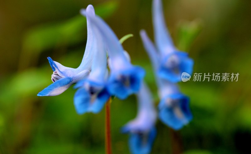 野生中药材元胡的花朵和果实