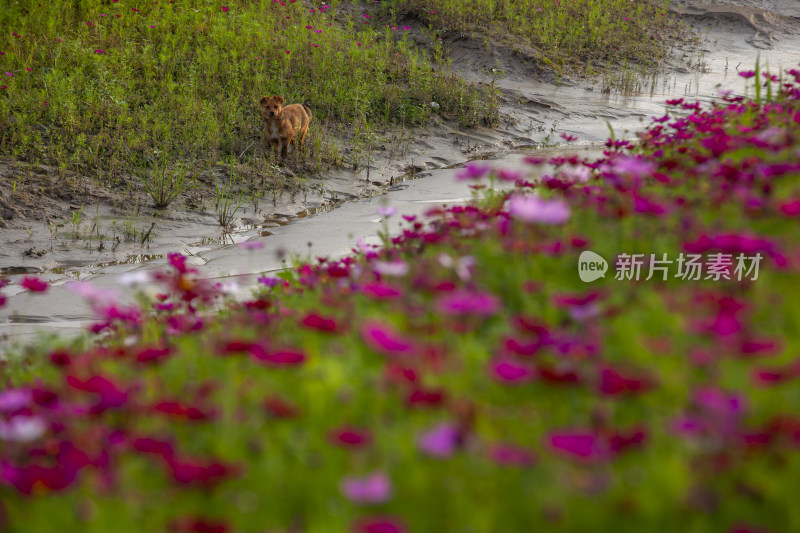 花海中的小狗