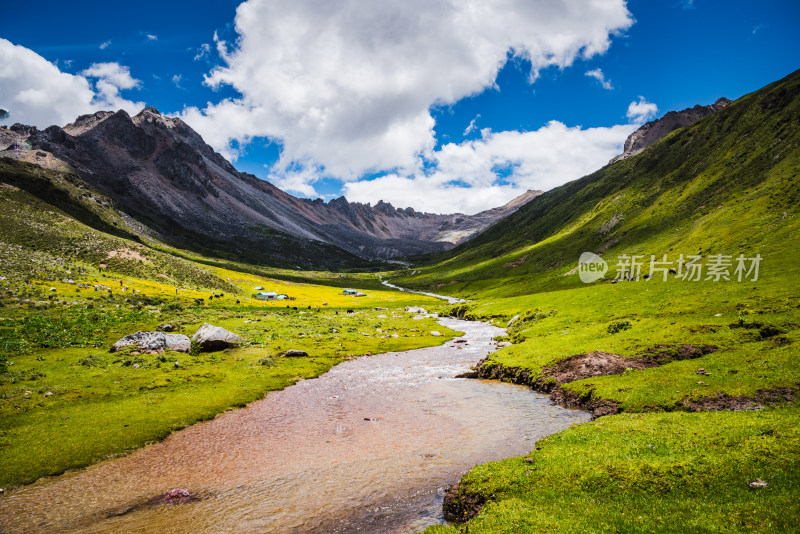 格聂夏天草原花海河流自然风光