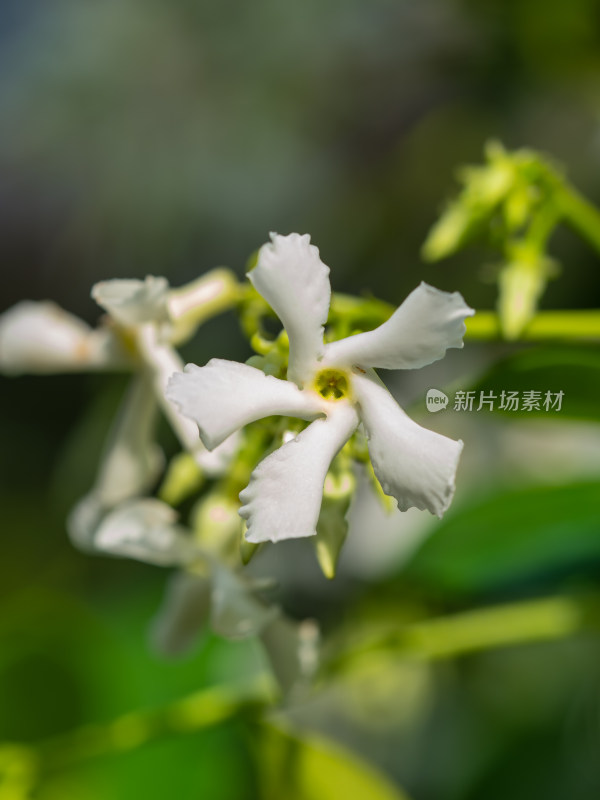 春天的风车茉莉白花特写