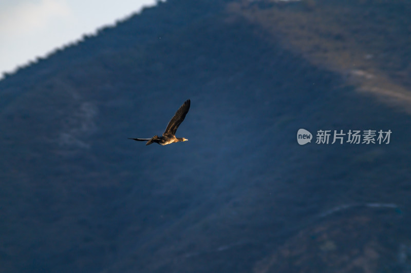 洛阳洛河边湿地里空中飞翔的鱼鹰（鸬鹚）