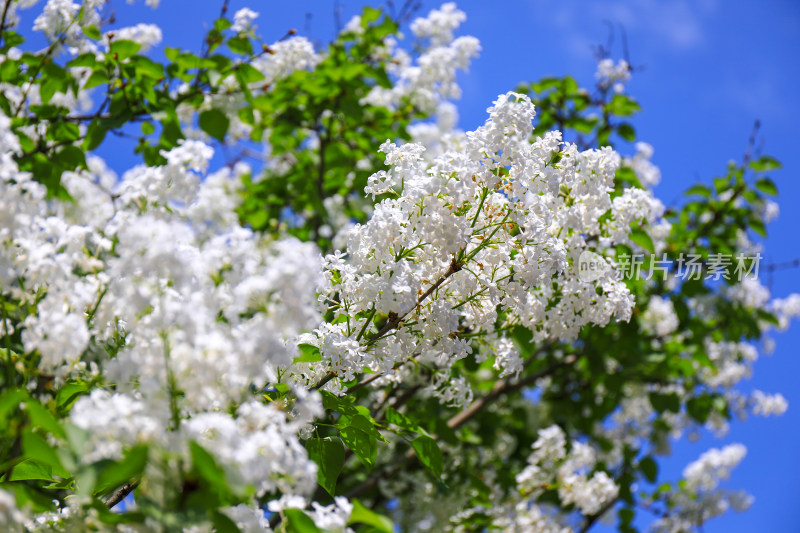 春天四月丁香花花卉开放治愈清新