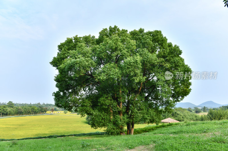 蓝天白云绿树绿草地