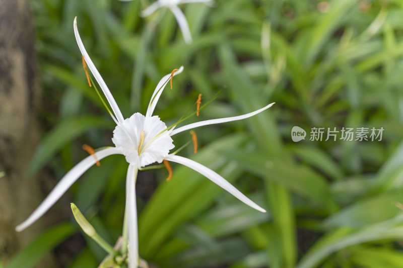 一朵水鬼蕉的白色花朵