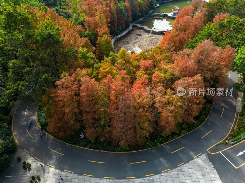 深圳仙湖植物园落羽杉