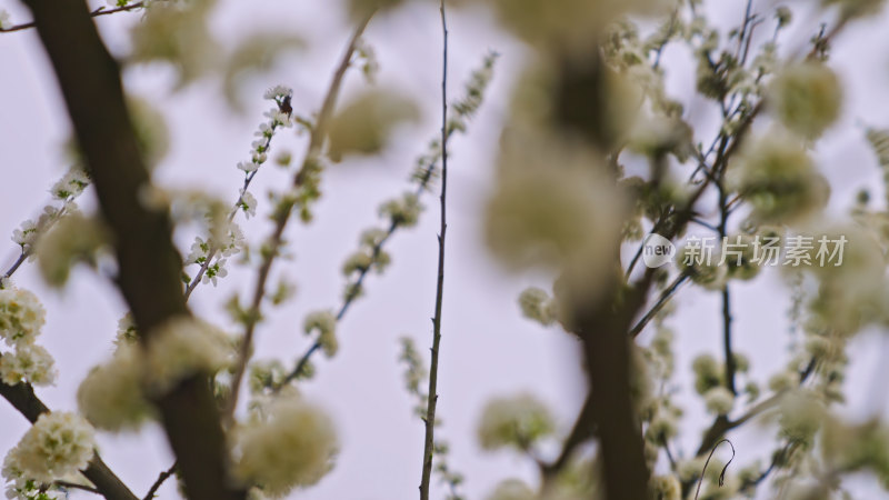 盛开的梨花特写