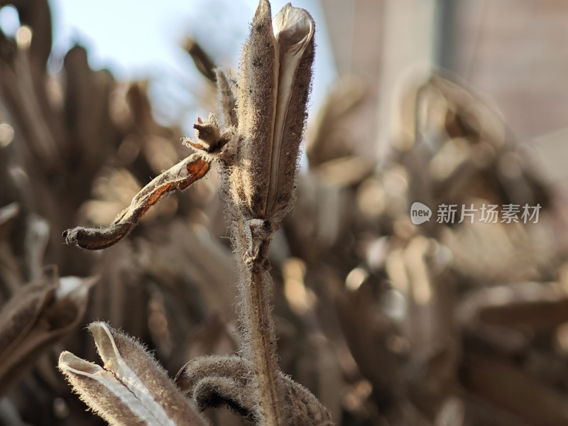 枯萎植物特写尽显秋日萧瑟之态