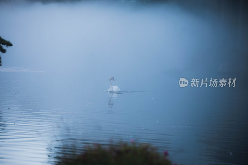 静谧湖泊上的天鹅