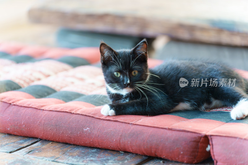 黑白小猫趴卧在垫子上