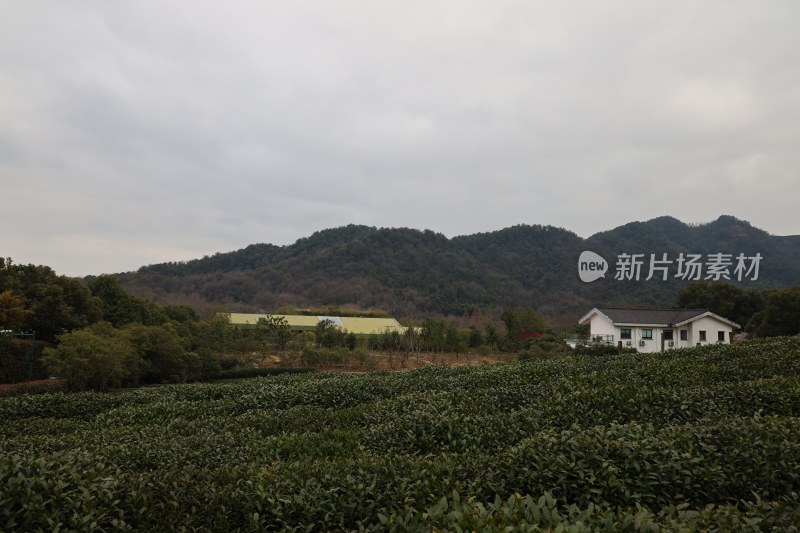 茶园山林与房屋景致